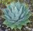 agave potatorum.png